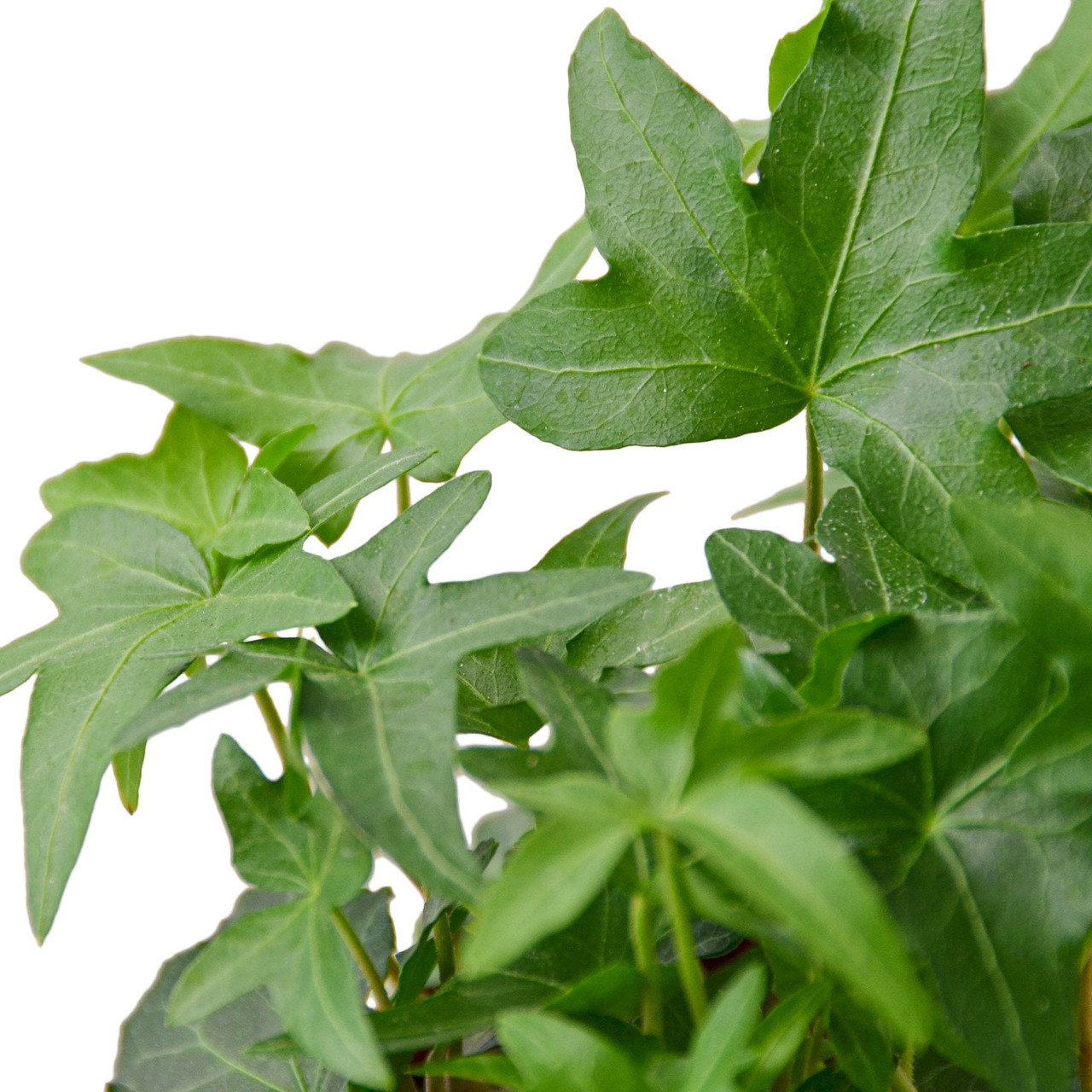 Mountain Crest Gardens English Ivy - Thumbnail 3