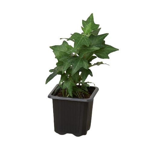 Mountain Crest Gardens English Ivy - Thumbnail 4