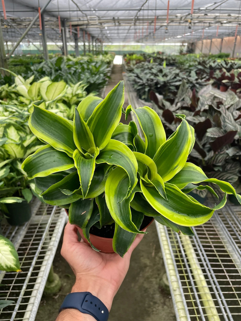 150枚 限定盤 Dragon P POWER PLANTS Dracaena 'Tornado' - Mountain Crest Gardens