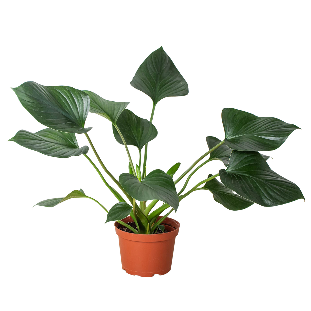 Homalomena 'Emerald Gem' - Mountain Crest Gardens