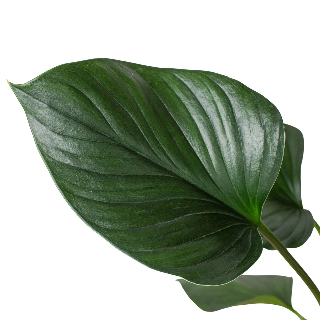 Homalomena 'Emerald Gem' - Mountain Crest Gardens