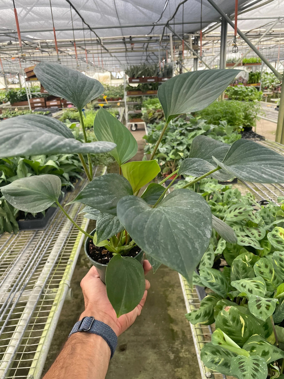Homalomena 'Emerald Gem' - Mountain Crest Gardens