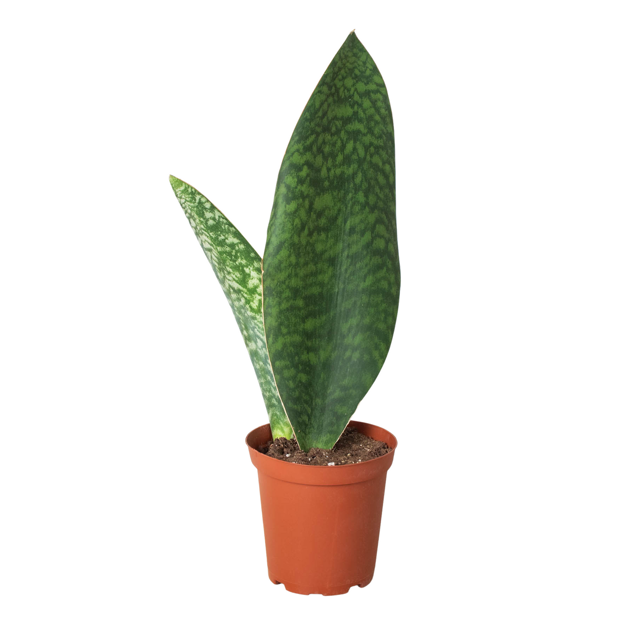 schefflera indoor plants Real-Looking Schefflera Umbrella Tree Plant, 75