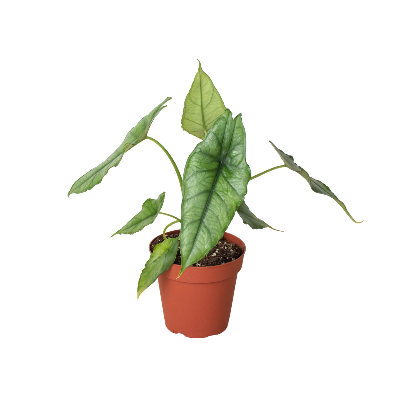 Alocasia 'Dragons Breath' - Mountain Crest Gardens