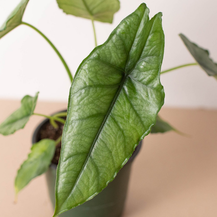 dragon tree indoor plant Dragon Tree, Dracaena Marginata | Vancouver Indoor Plant Store