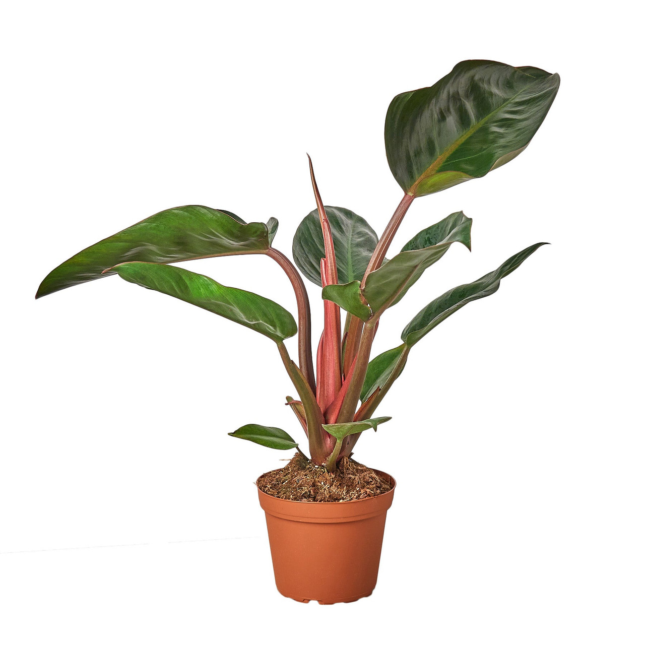 Philodendron 'Congo Rojo' - Mountain Crest Gardens