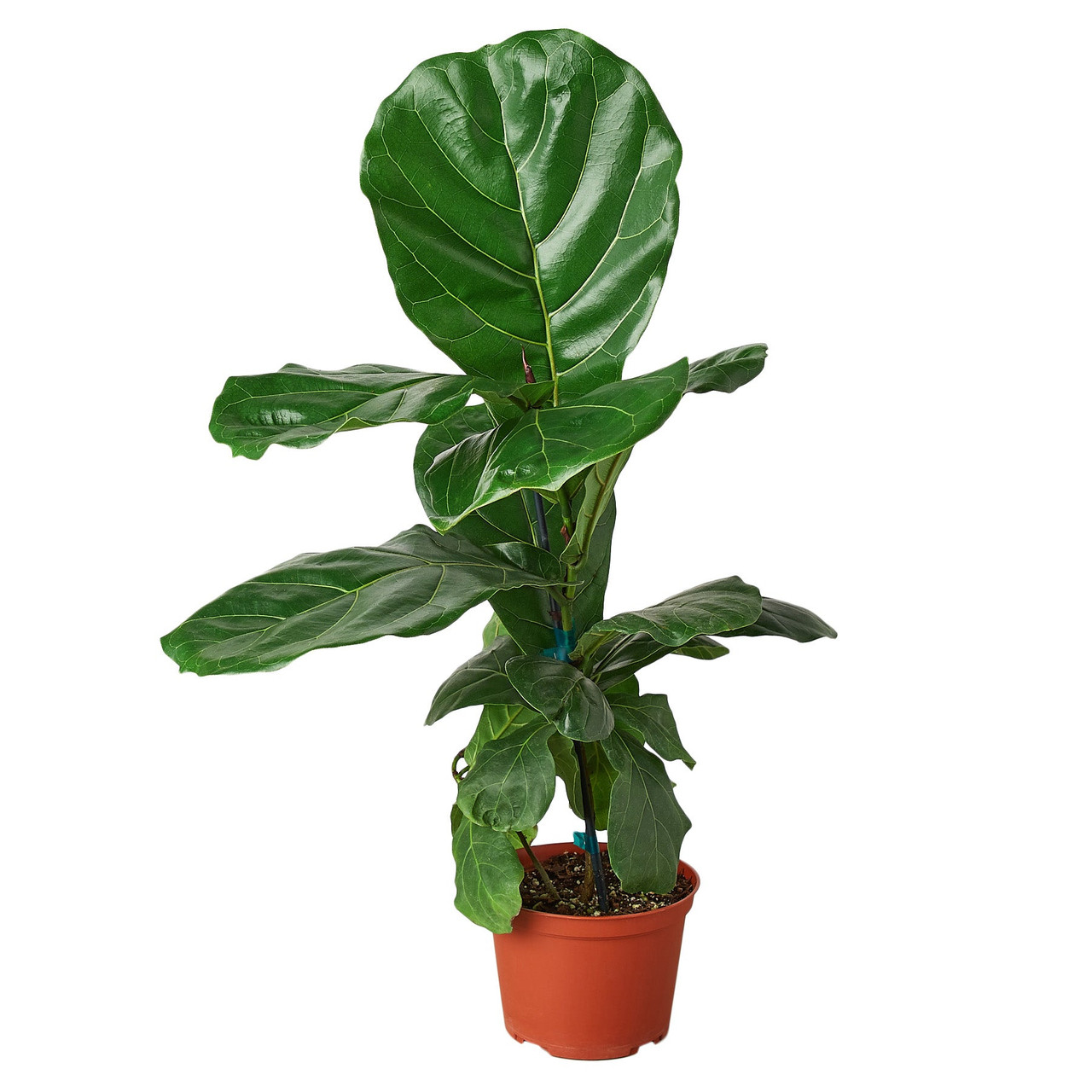 skimmia japonica rubella plant Skimmia Japanese main image 0