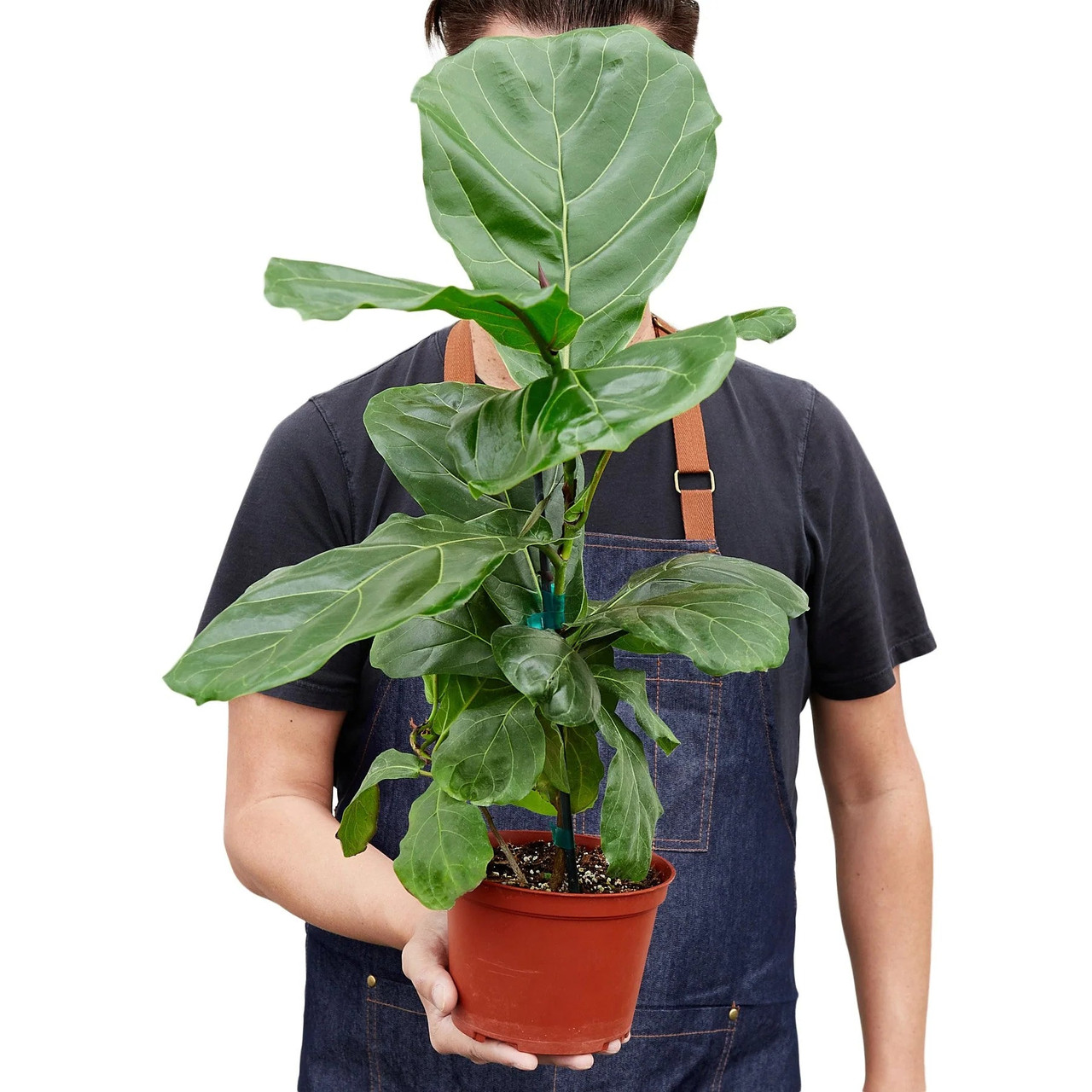 Ficus Lyrata 'Fiddle Leaf Fig' - Mountain Crest Gardens