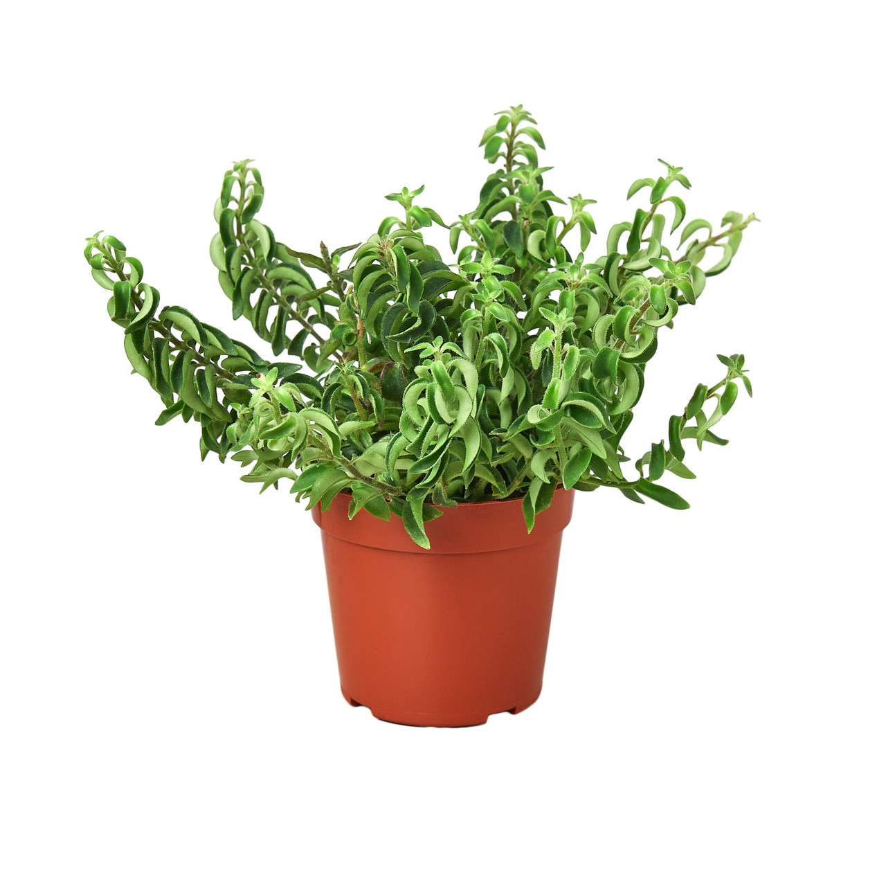 Curly Lipstick Plant - Aeschynanthus radicans - Mountain Crest Gardens