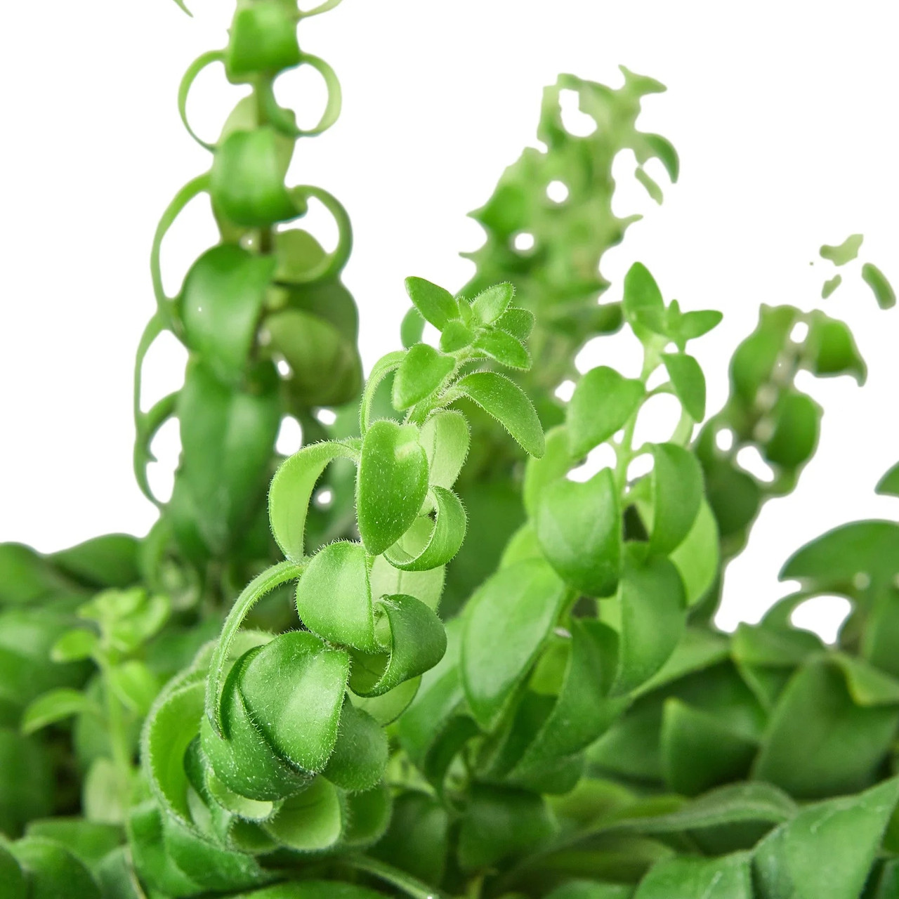 Curly Lipstick Plant - Aeschynanthus radicans