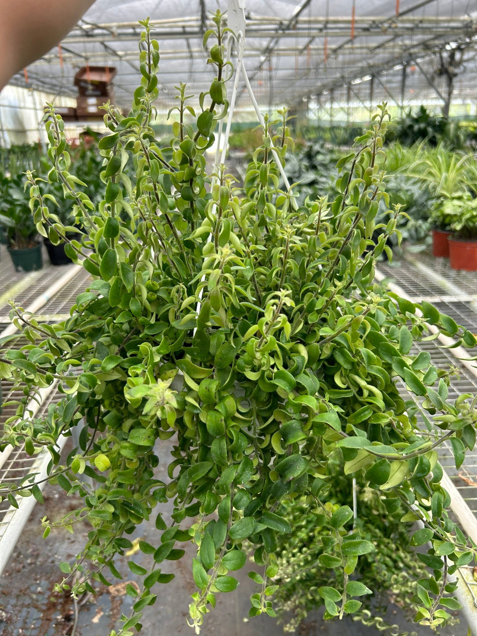 basil herb plant Basil 'Genovese'