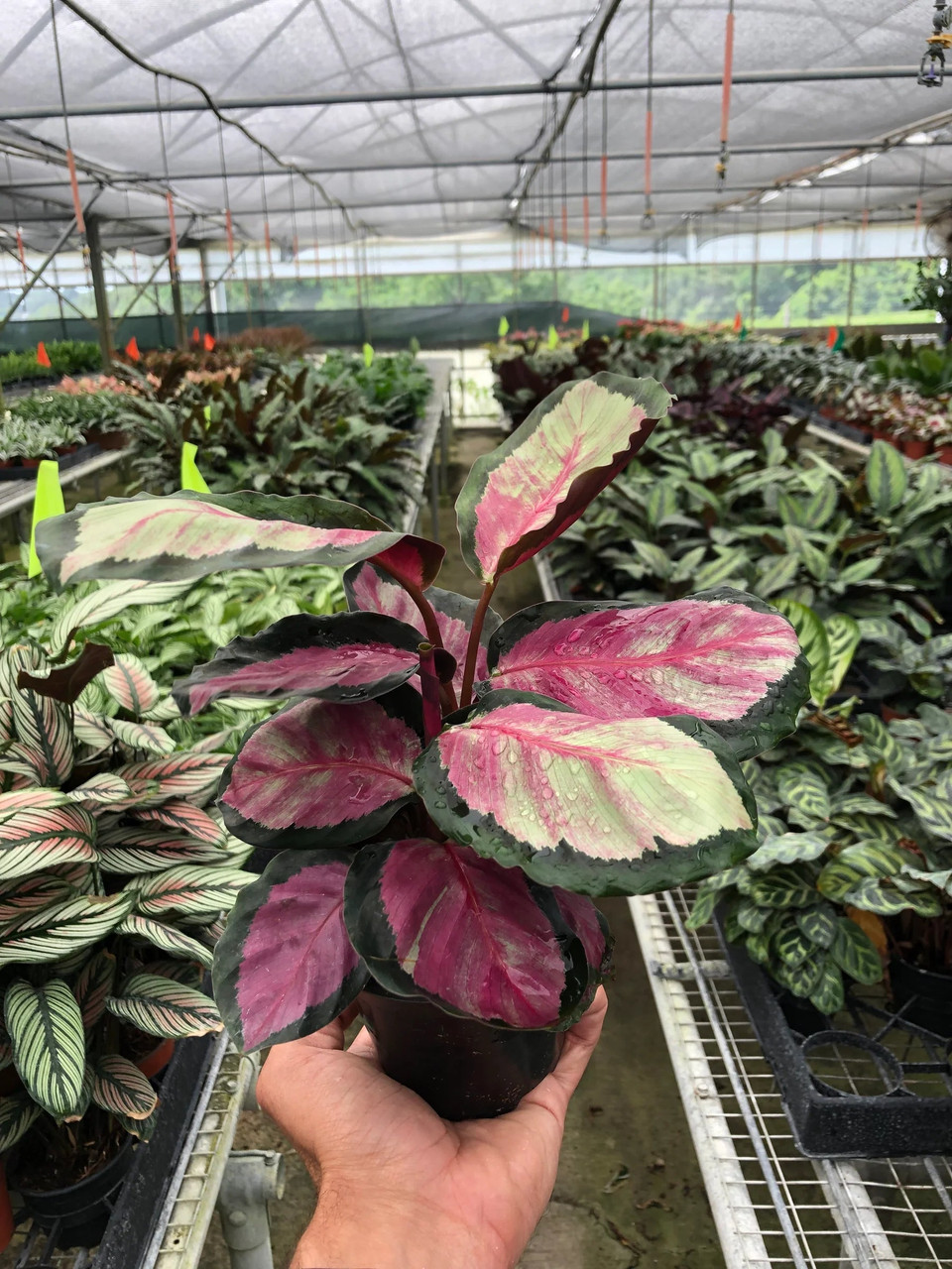 Calathea roseopicta 'Silvia' - Mountain Crest Gardens