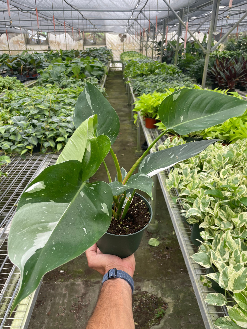 Philodendron 'White Princess' - Mountain Crest Gardens