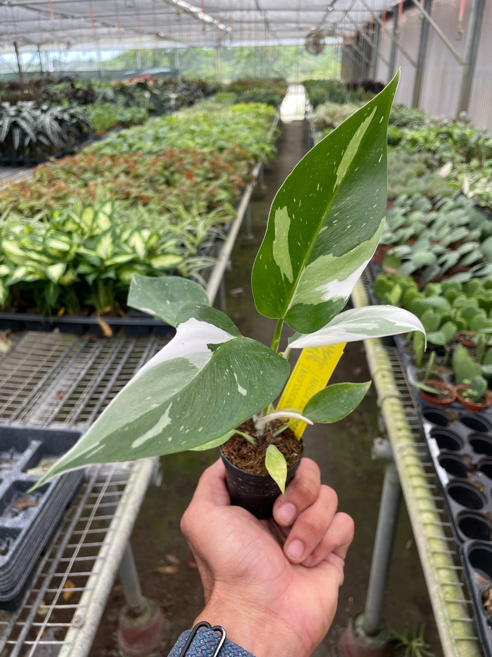 Philodendron 'White Princess' - Mountain Crest Gardens