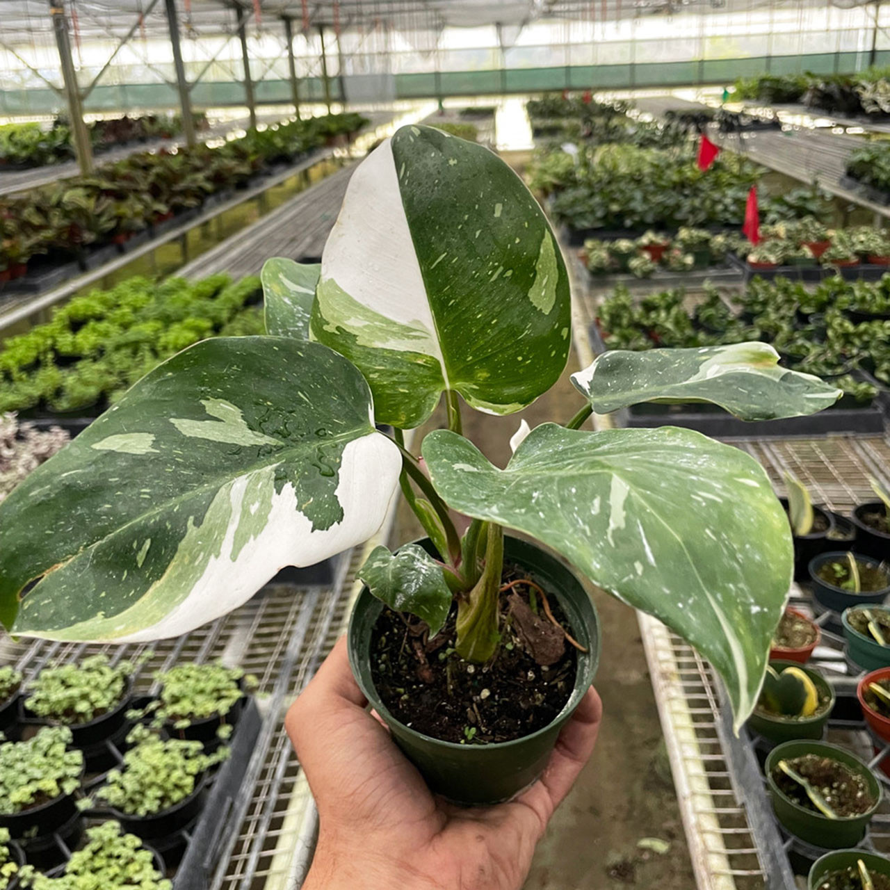 Philodendron 'White Princess' - Mountain Crest Gardens