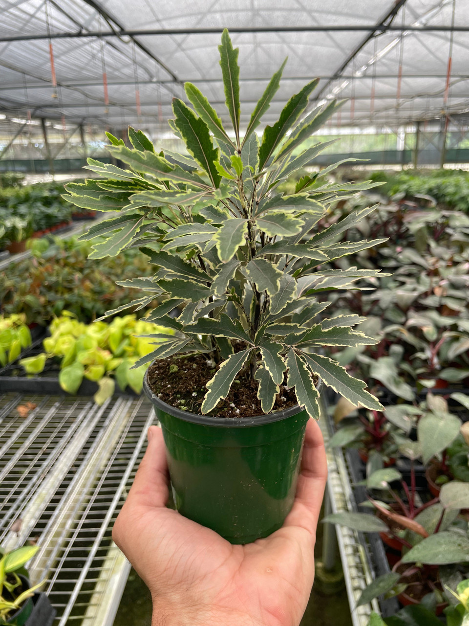 Aralia 'Bianca' - Mountain Crest Gardens