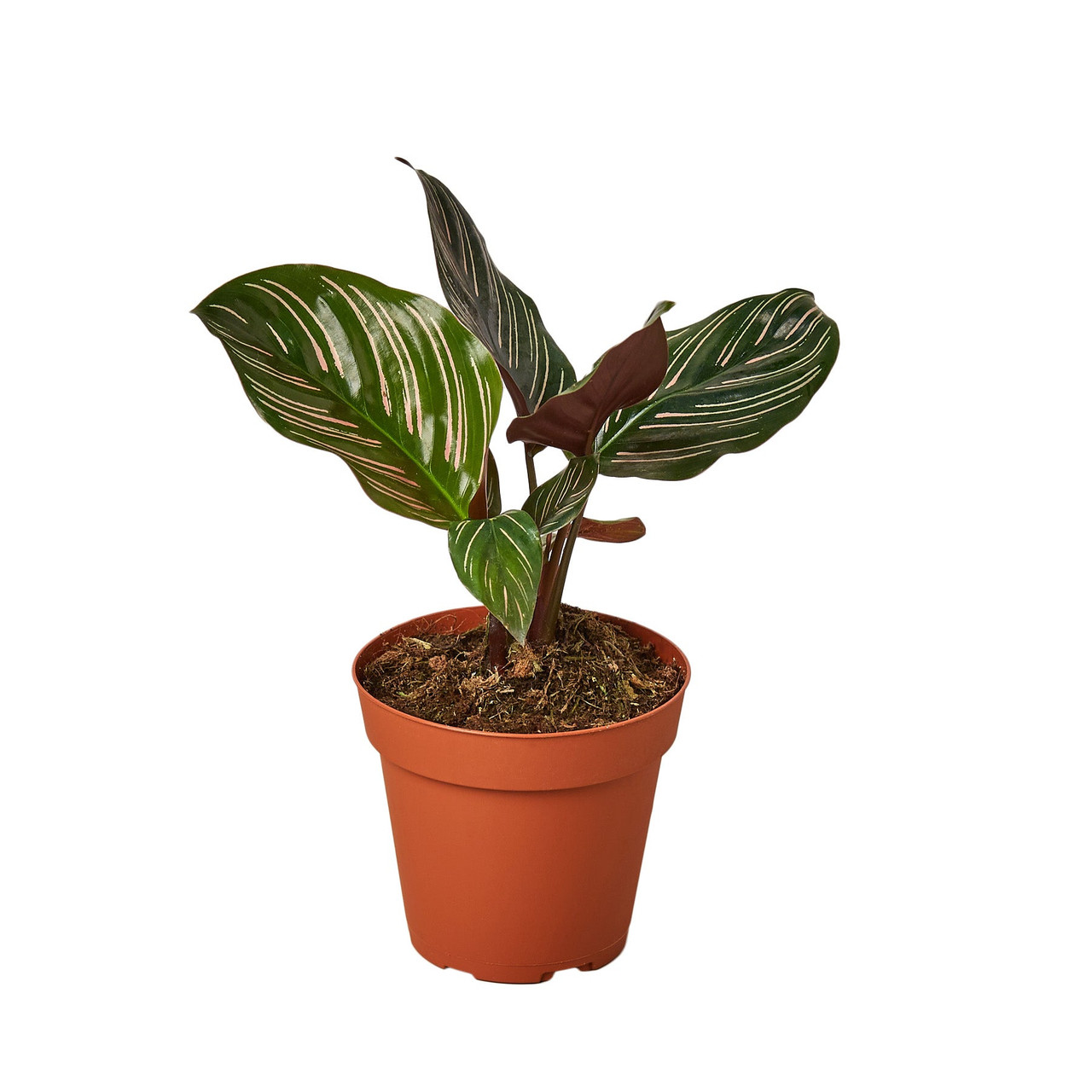 Mountain Crest Gardens Calathea Ornata - Thumbnail 4