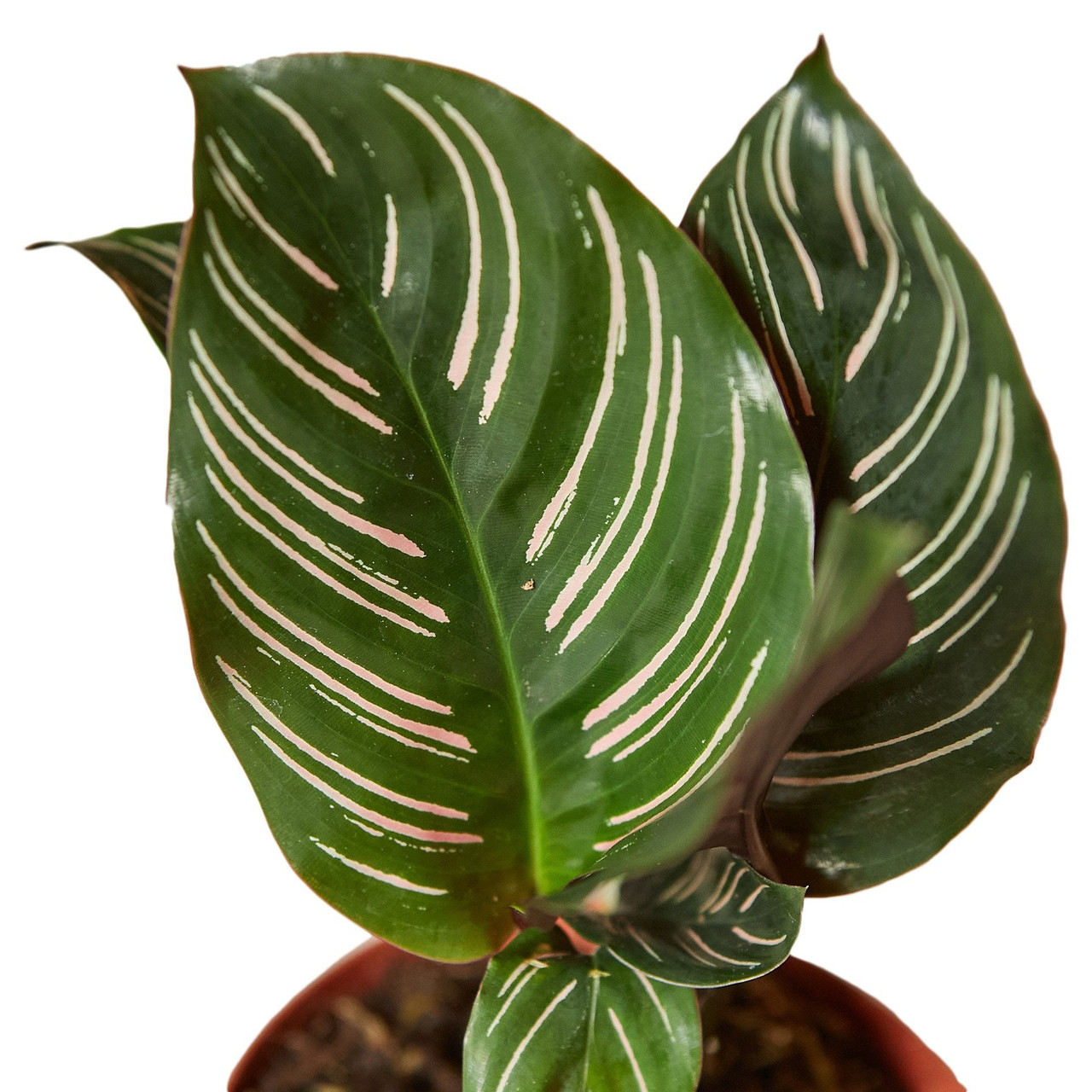 Mountain Crest Gardens Calathea Ornata - Thumbnail 3