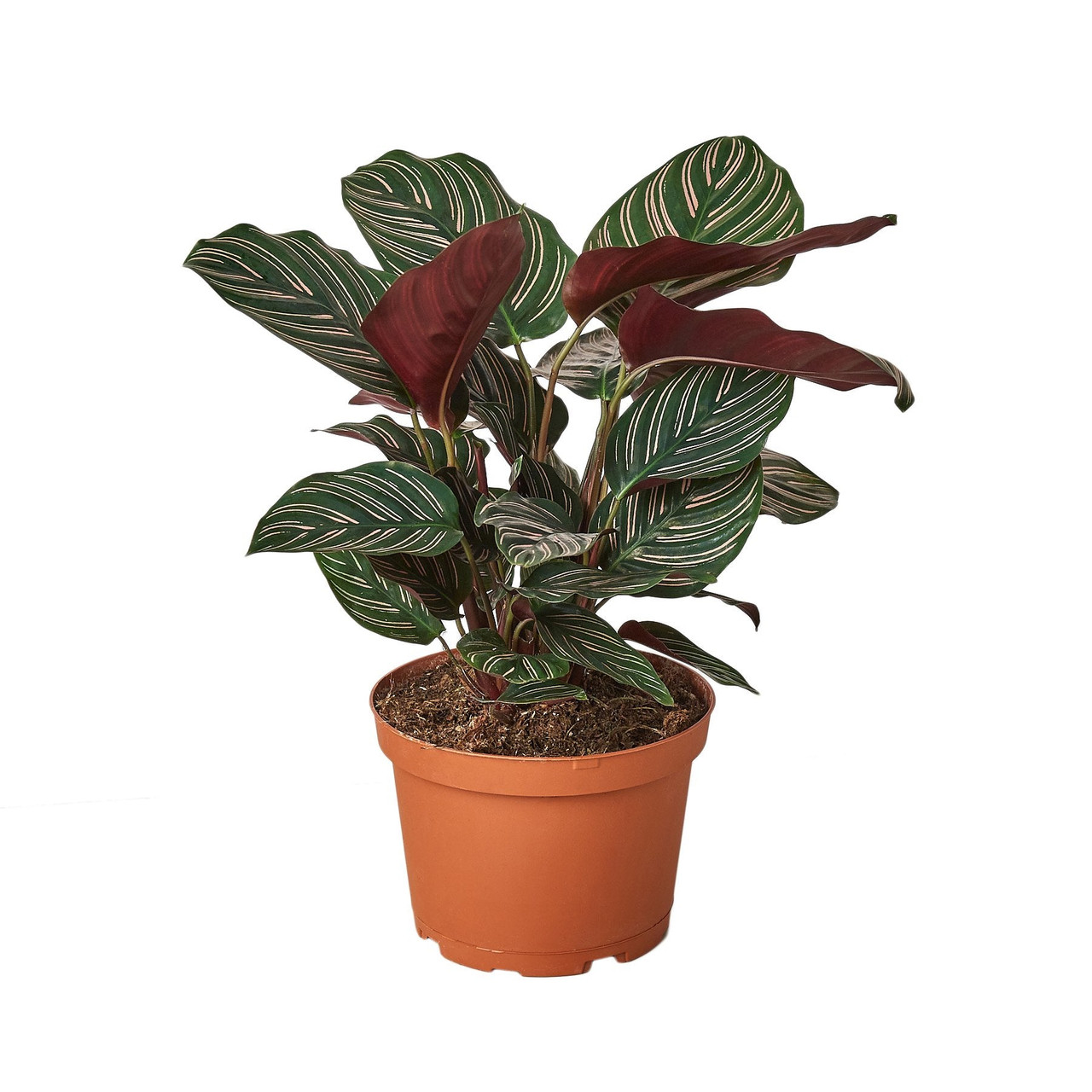 Mountain Crest Gardens Calathea Ornata - Thumbnail 2