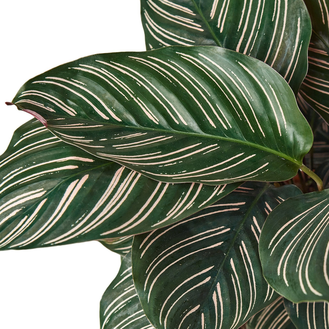 Mountain Crest Gardens Calathea Ornata