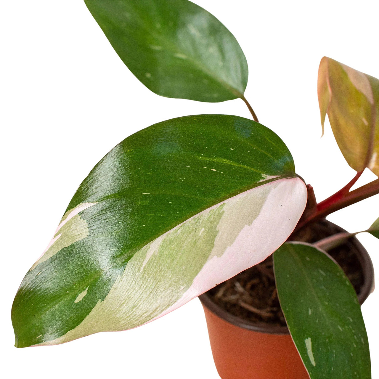 philodendron verrucosum compacta Philodendron Verrucosum 'Ecuador' | Plants main image 1