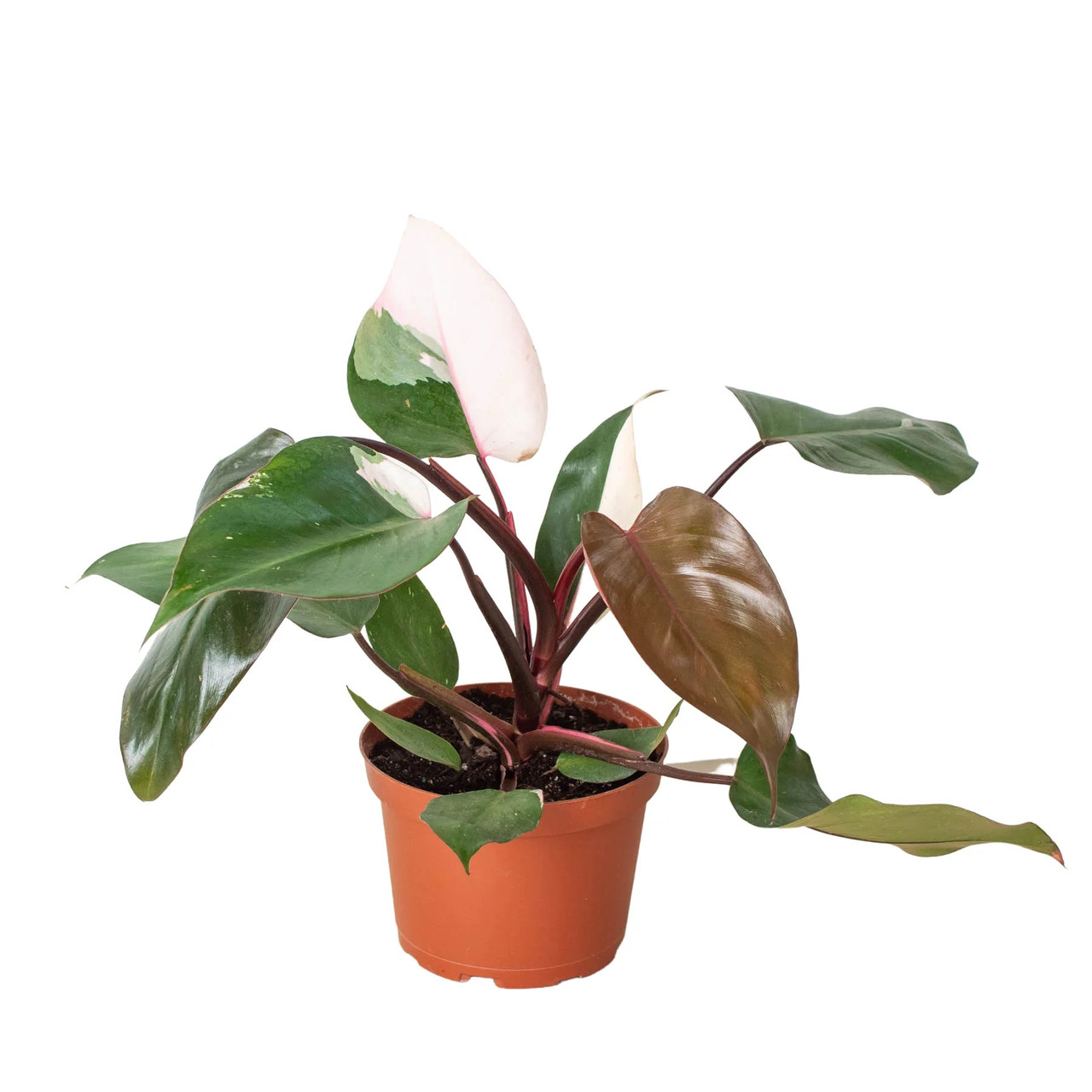 Philodendron 'Pink Princess' - Mountain Crest Gardens