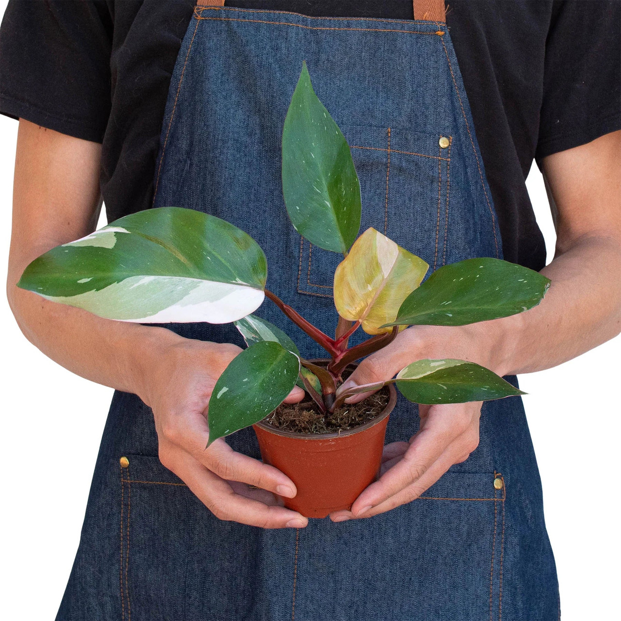 Philodendron 'Pink Princess' - Mountain Crest Gardens