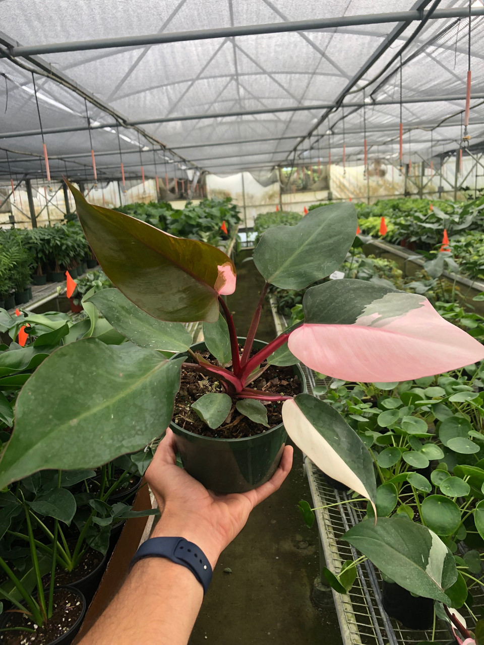 photinia fraseri red robin spalier Photinia x fraseri Red Robin