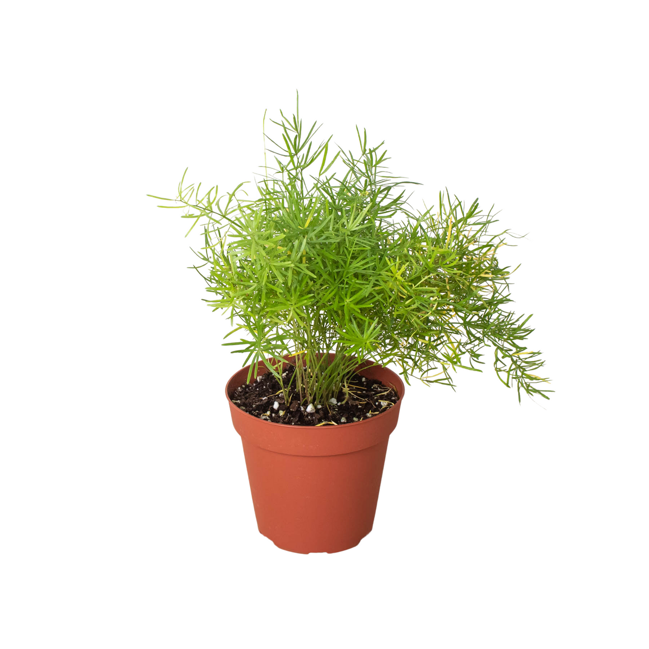 Fern 'Sprengeri' - Mountain Crest Gardens
