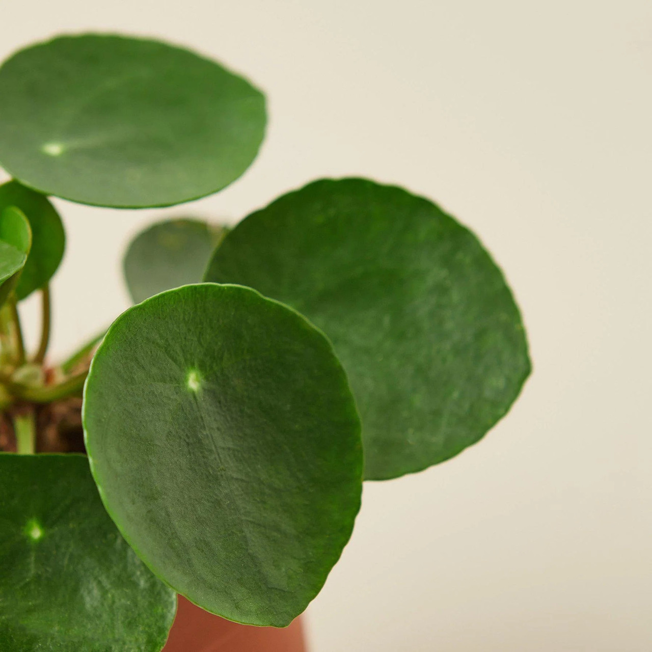 Pilea Peperomioides 'Chinese Money' - Thumbnail 3