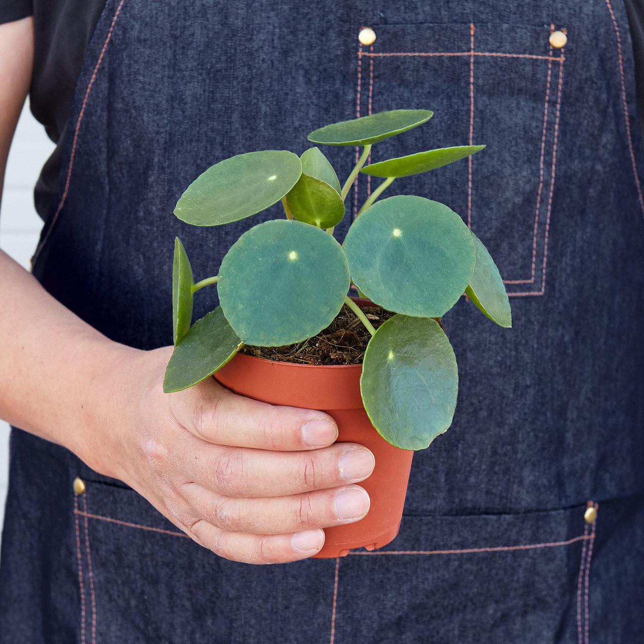 Mountain Crest Gardens Pilea Peperomioides - Thumbnail 4