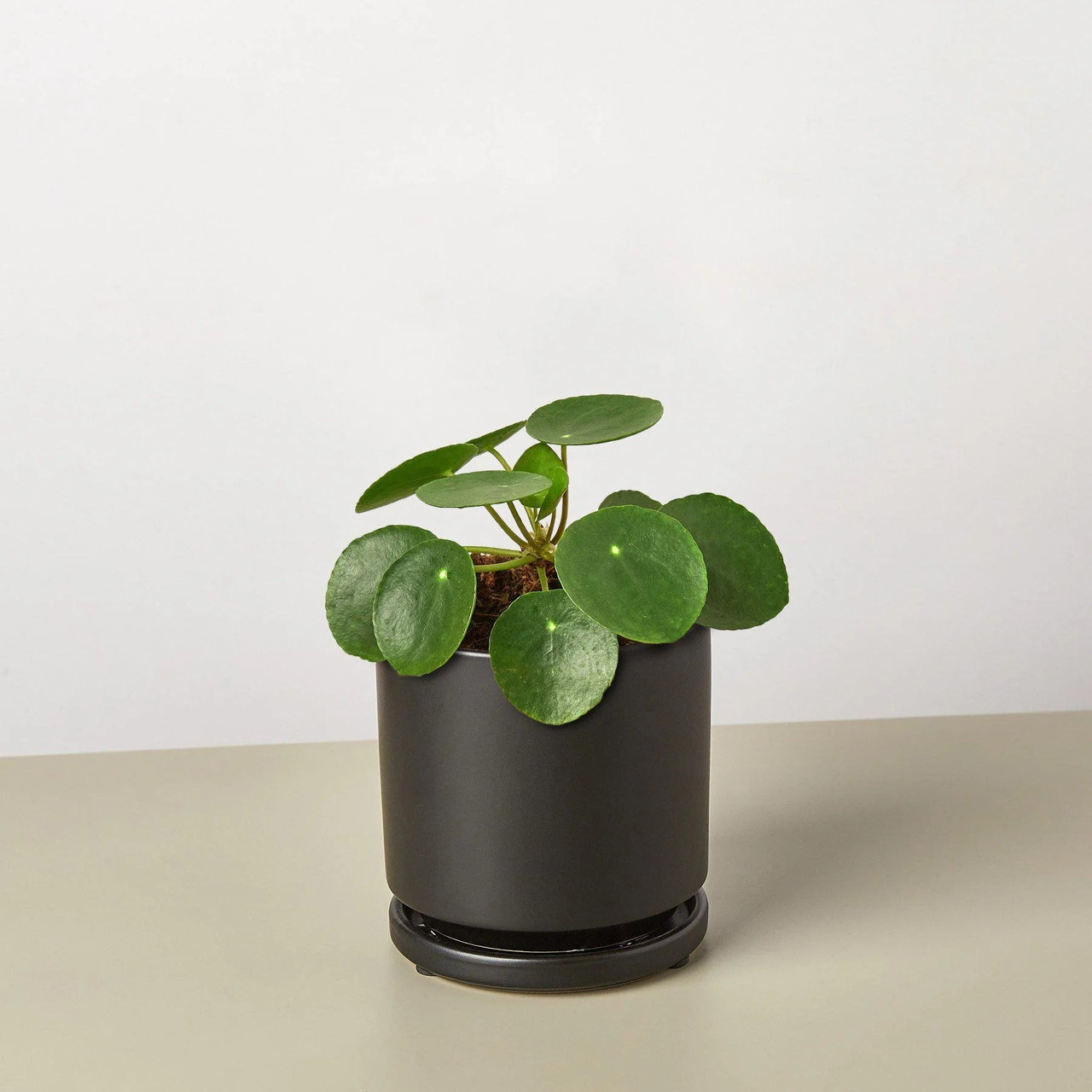 Mountain Crest Gardens Pilea Peperomioides - Thumbnail 3