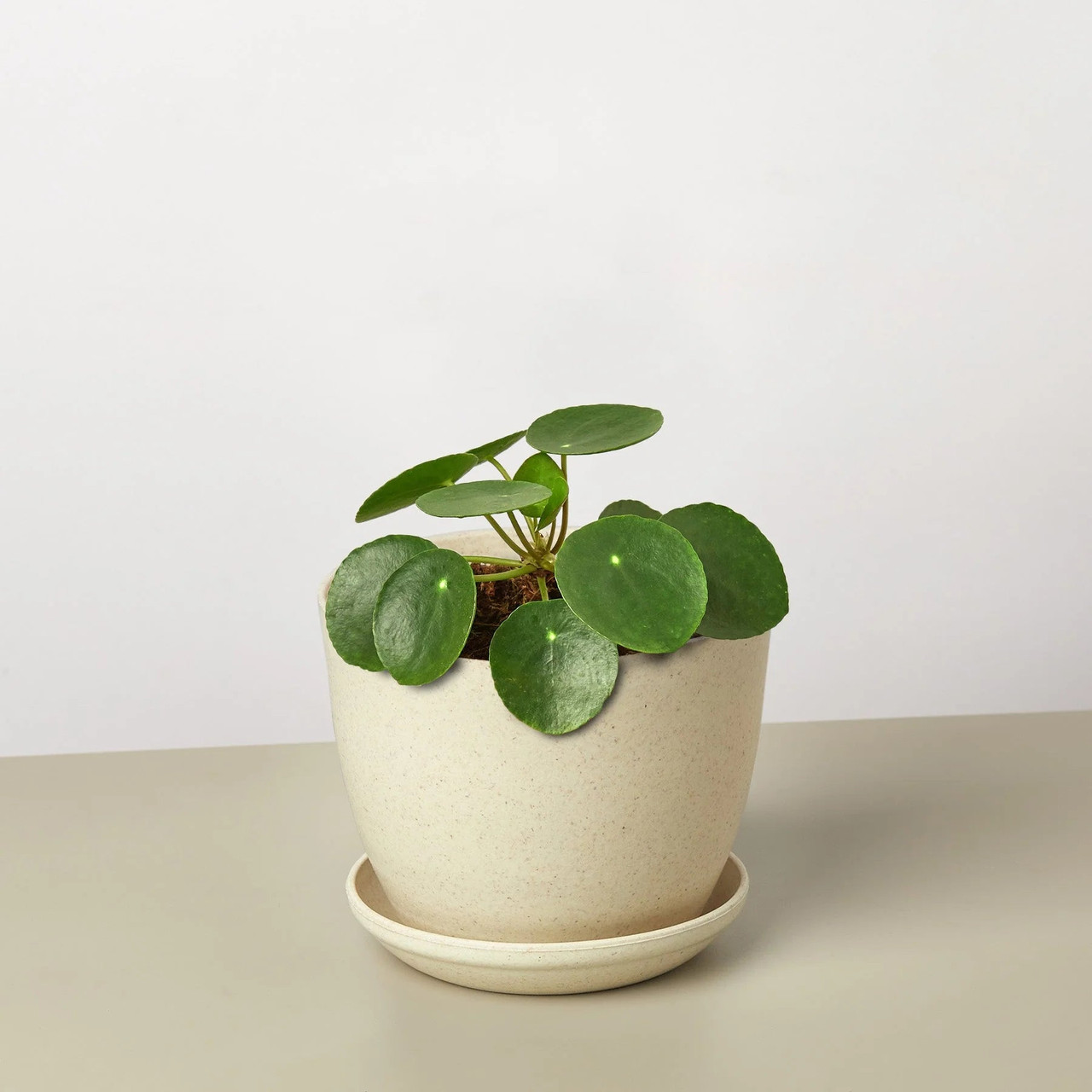 Pilea Peperomioides 'Chinese Money' - Thumbnail 2
