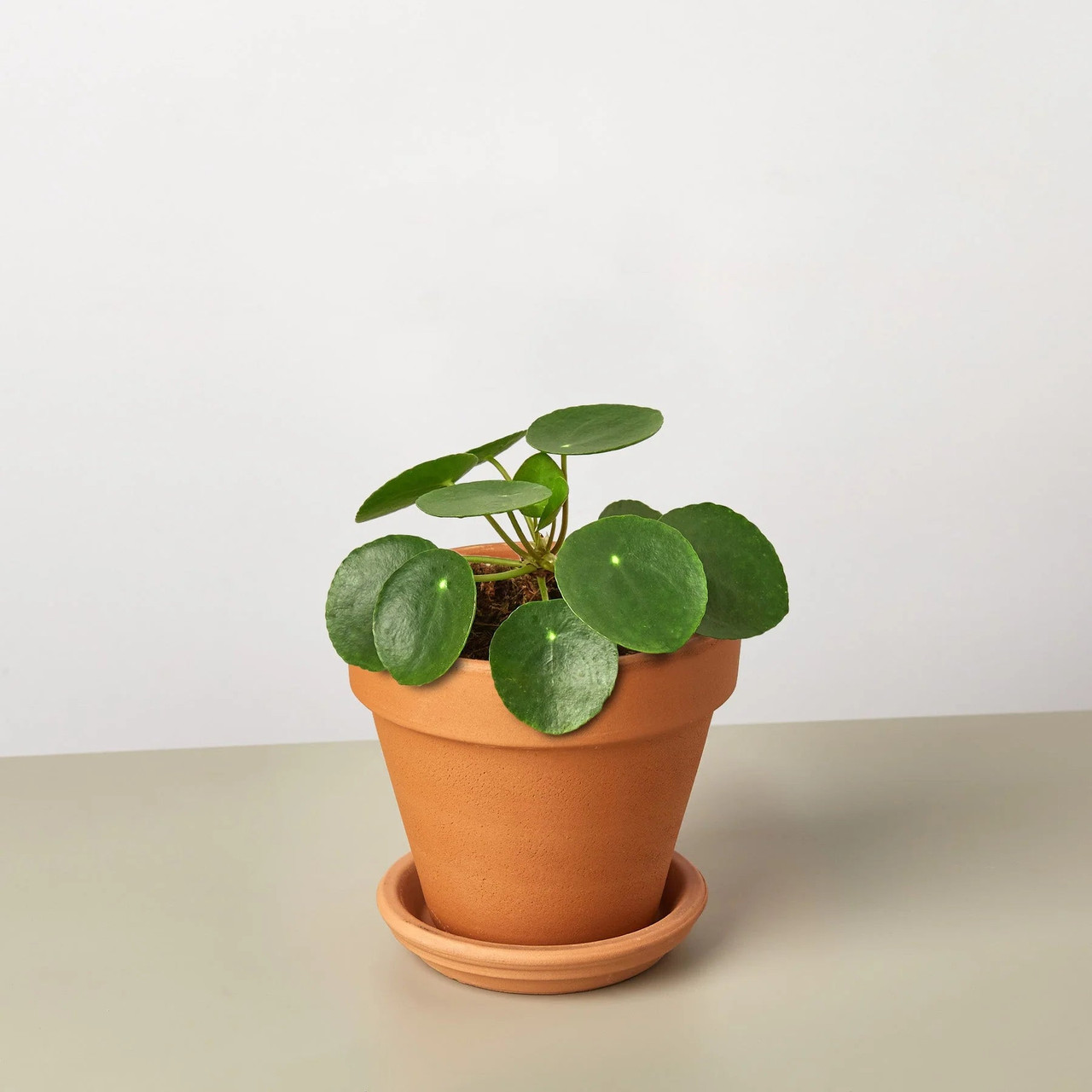 Pilea Peperomioides 'Chinese Money' - Thumbnail 4