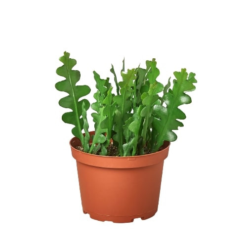 Epiphyllum anguliger - Ric Rac Cactus - Mountain Crest Gardens