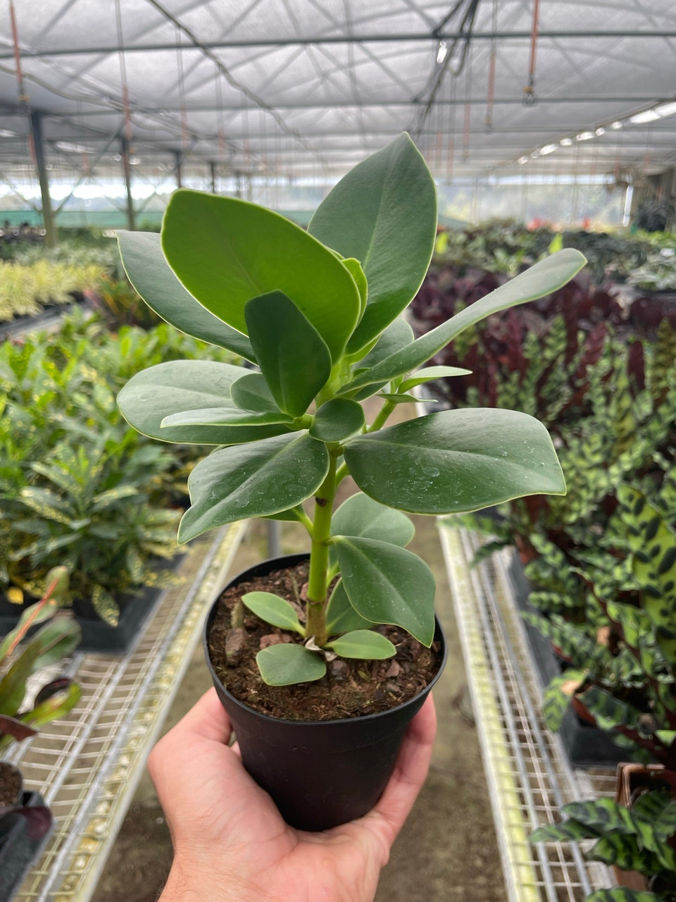 Clusia 'Princess' (Autograph Plant) - Mountain Crest Gardens
