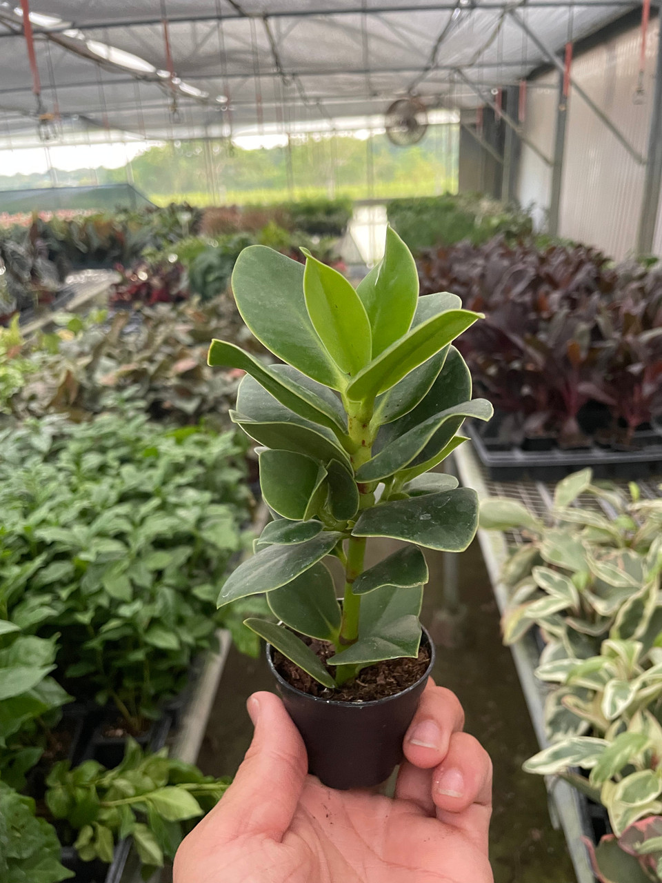 Clusia 'Princess' (Autograph Plant) - Mountain Crest Gardens