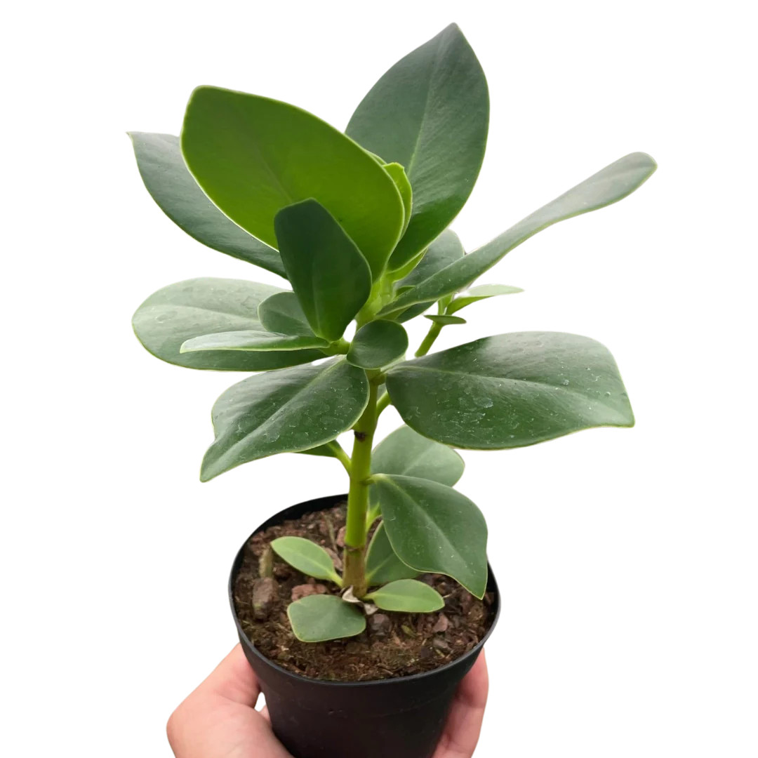 caramel plant Philodendron Caramel Pluto | Indoor Plant | Tropical Plant | Potted Plant