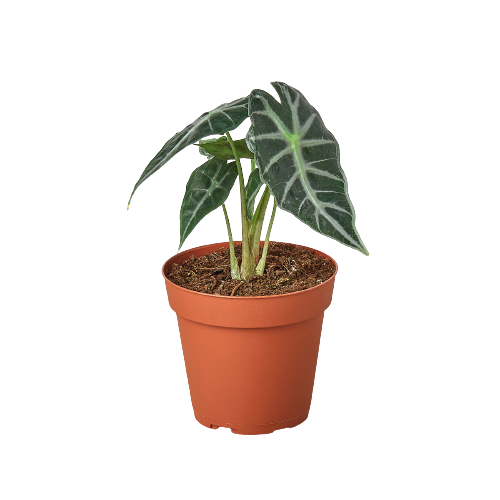 Alocasia Amazonica 'Bambino' - Mountain Crest Gardens