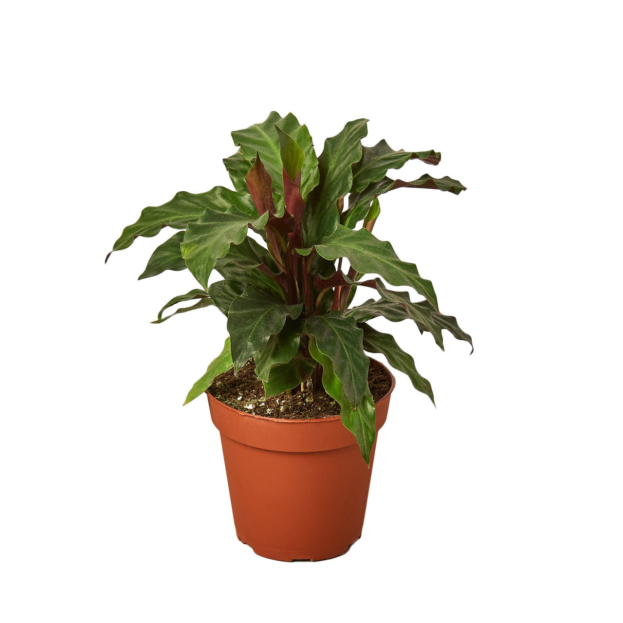 Calathea Rufibarba 'Furry Feather' 4" Pot