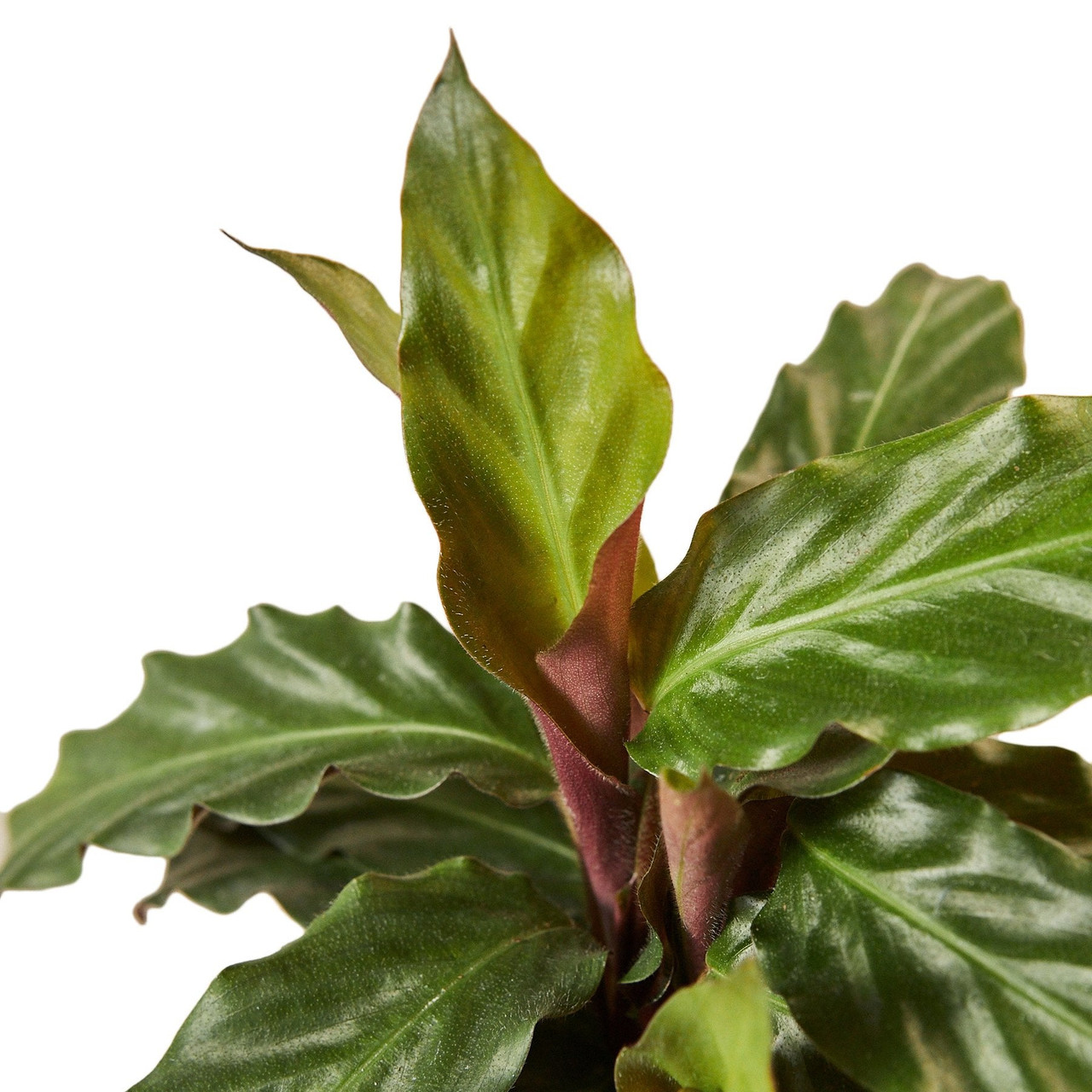 Calathea Rufibarba 'Furry Feather' - Mountain Crest Gardens