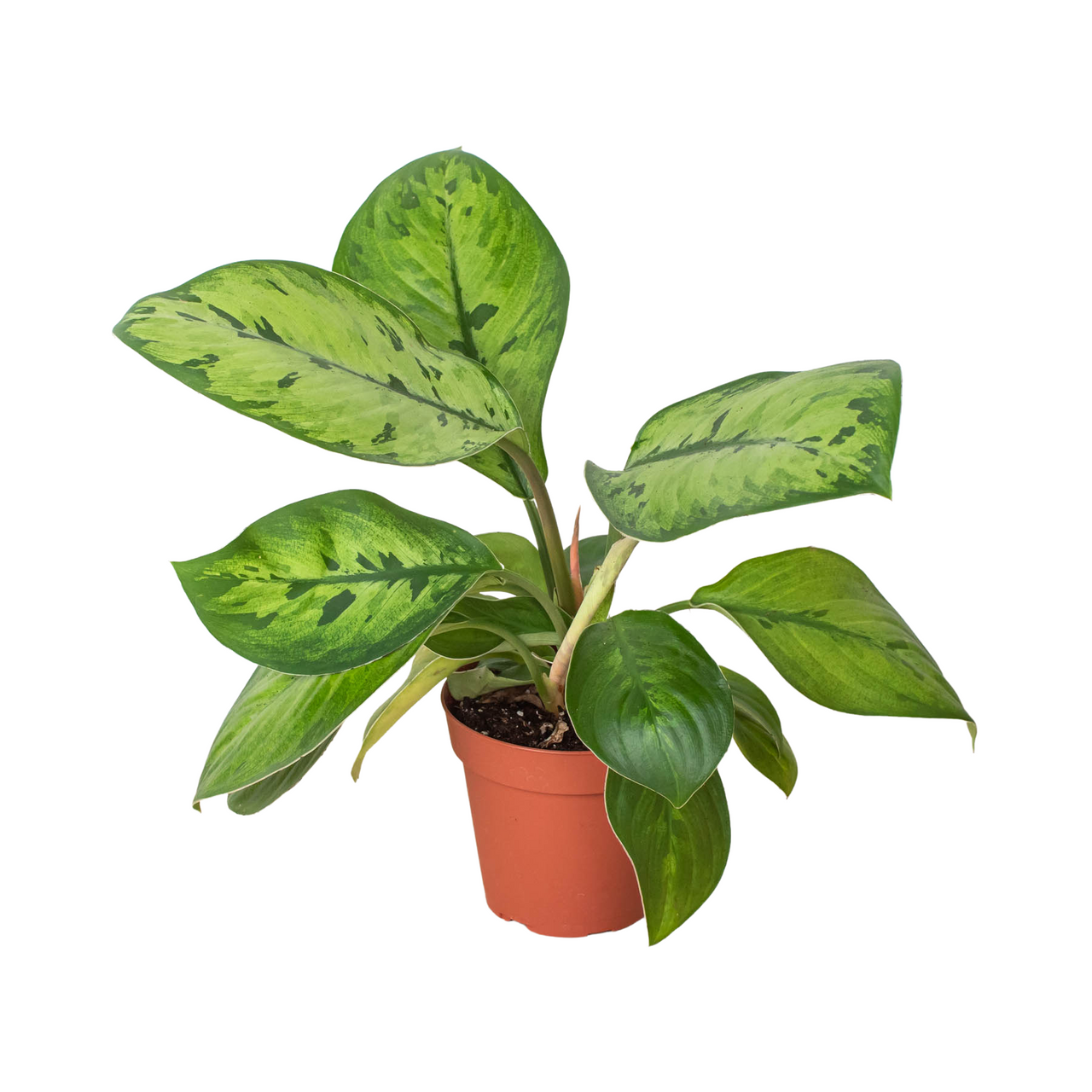 Homalomena hyb. 【YR2309-f1】 Homalomena 'Selby' - Mountain Crest Gardens