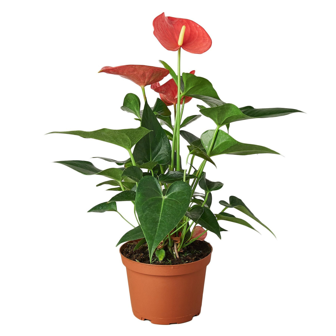Buy Anthurium Pink | Live Anthurium Plant for Sale 6" Pot