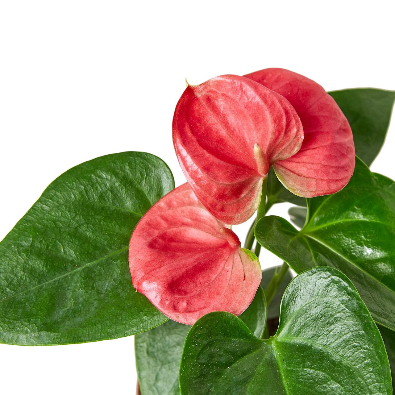 best indoor house plant soil Houseplant Soil main image 0