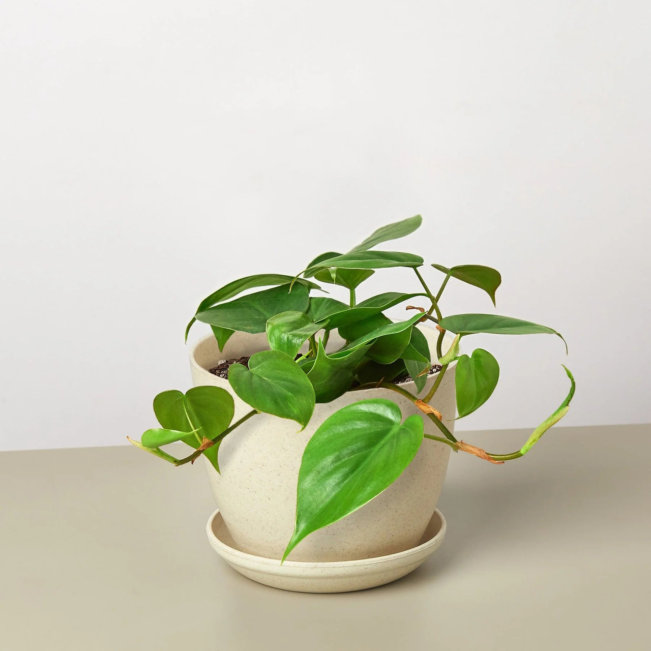 Philodendron Cordatum Heartleaf - Thumbnail 4