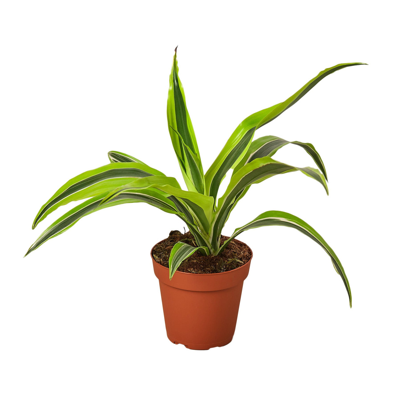 Dracaena Deremensis 'Lemon Surprise' - Thumbnail 3