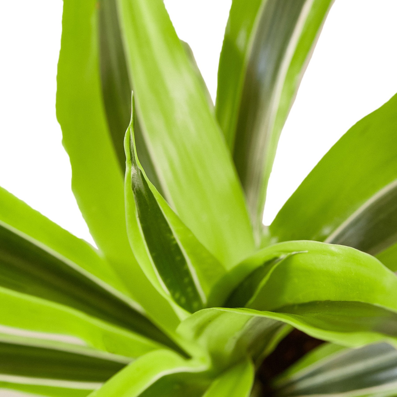 Dracaena Deremensis 'Lemon Surprise' - Thumbnail 5