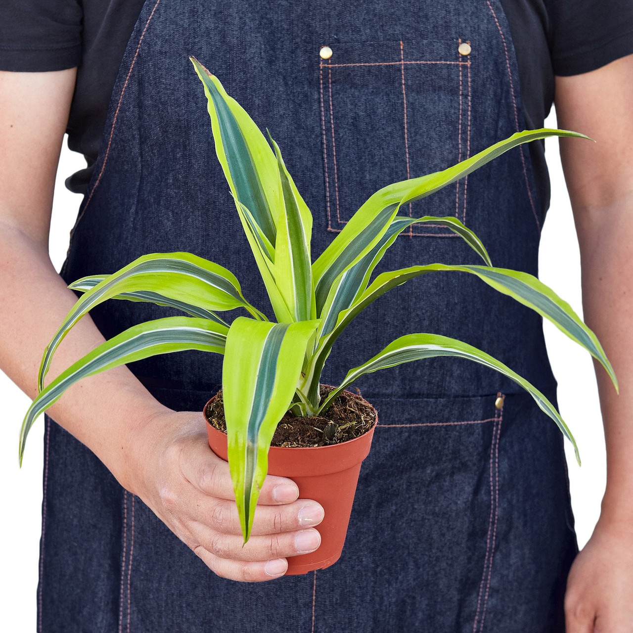 Dracaena Deremensis 'Lemon Surprise' - Thumbnail 3