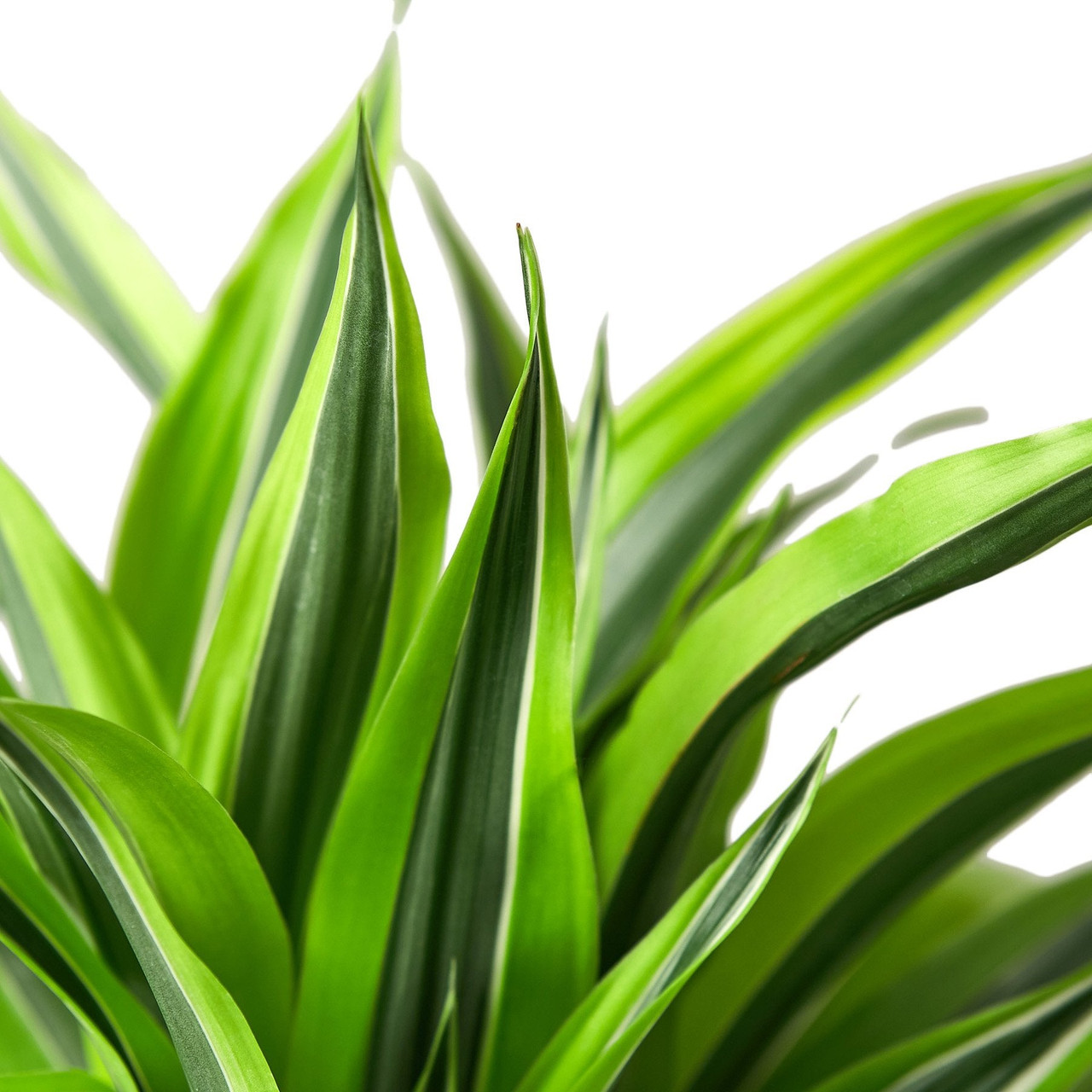 Dracaena Deremensis 'Lemon Surprise' - Thumbnail 2