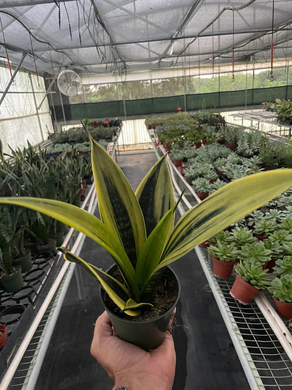 Snake 'Gold Flame' - Mountain Crest Gardens